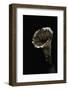 Hydnellum Concrescens (Zoned Tooth Fungus)-Paul Starosta-Framed Photographic Print