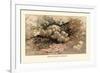 Hydnum Caput, Medusae-William Hamilton Gibson-Framed Art Print