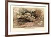 Hydnum Caput, Medusae-William Hamilton Gibson-Framed Art Print