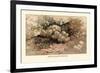 Hydnum Caput, Medusae-William Hamilton Gibson-Framed Art Print