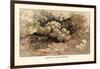 Hydnum Caput, Medusae-William Hamilton Gibson-Framed Art Print