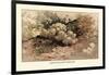 Hydnum Caput, Medusae-William Hamilton Gibson-Framed Art Print