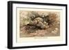 Hydnum Caput, Medusae-William Hamilton Gibson-Framed Art Print