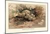 Hydnum Caput, Medusae-William Hamilton Gibson-Mounted Art Print