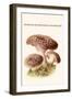 Hydnum or Hedgehog Mushroom-Edmund Michael-Framed Art Print