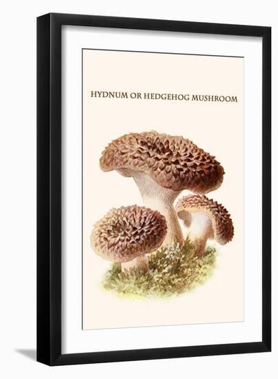 Hydnum or Hedgehog Mushroom-Edmund Michael-Framed Art Print