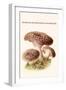 Hydnum or Hedgehog Mushroom-Edmund Michael-Framed Art Print
