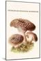 Hydnum or Hedgehog Mushroom-Edmund Michael-Mounted Art Print