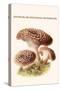 Hydnum or Hedgehog Mushroom-Edmund Michael-Stretched Canvas
