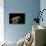 Hydnum Repandum (Hedgehog Mushroom, Sweet Tooth, Wood Hedgehog)-Paul Starosta-Stretched Canvas displayed on a wall