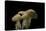 Hydnum Repandum (Hedgehog Mushroom, Sweet Tooth, Wood Hedgehog)-Paul Starosta-Stretched Canvas