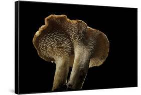 Hydnum Repandum (Hedgehog Mushroom, Sweet Tooth, Wood Hedgehog)-Paul Starosta-Framed Stretched Canvas