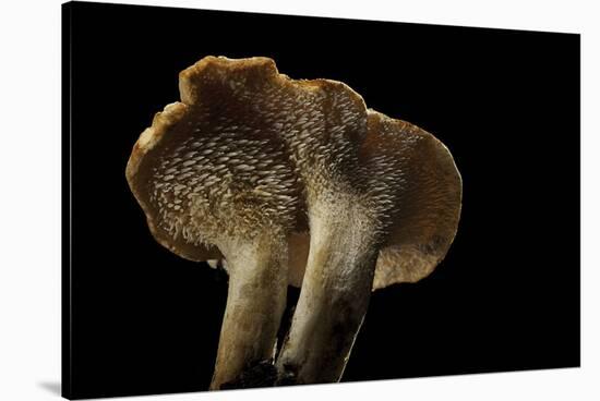 Hydnum Repandum (Hedgehog Mushroom, Sweet Tooth, Wood Hedgehog)-Paul Starosta-Stretched Canvas