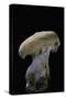 Hydnum Repandum (Hedgehog Mushroom, Sweet Tooth, Wood Hedgehog)-Paul Starosta-Stretched Canvas