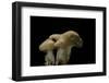 Hydnum Repandum (Hedgehog Mushroom, Sweet Tooth, Wood Hedgehog)-Paul Starosta-Framed Photographic Print