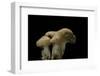 Hydnum Repandum (Hedgehog Mushroom, Sweet Tooth, Wood Hedgehog)-Paul Starosta-Framed Photographic Print