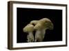 Hydnum Repandum (Hedgehog Mushroom, Sweet Tooth, Wood Hedgehog)-Paul Starosta-Framed Photographic Print