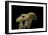 Hydnum Repandum (Hedgehog Mushroom, Sweet Tooth, Wood Hedgehog)-Paul Starosta-Framed Photographic Print