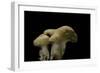 Hydnum Repandum (Hedgehog Mushroom, Sweet Tooth, Wood Hedgehog)-Paul Starosta-Framed Photographic Print