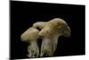 Hydnum Repandum (Hedgehog Mushroom, Sweet Tooth, Wood Hedgehog)-Paul Starosta-Mounted Photographic Print
