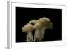 Hydnum Repandum (Hedgehog Mushroom, Sweet Tooth, Wood Hedgehog)-Paul Starosta-Framed Photographic Print