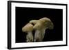 Hydnum Repandum (Hedgehog Mushroom, Sweet Tooth, Wood Hedgehog)-Paul Starosta-Framed Photographic Print