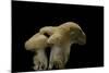 Hydnum Repandum (Hedgehog Mushroom, Sweet Tooth, Wood Hedgehog)-Paul Starosta-Mounted Photographic Print