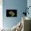 Hydnum Repandum (Hedgehog Mushroom, Sweet Tooth, Wood Hedgehog)-Paul Starosta-Photographic Print displayed on a wall