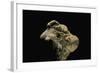 Hydnum Repandum (Hedgehog Mushroom, Sweet Tooth, Wood Hedgehog)-Paul Starosta-Framed Photographic Print