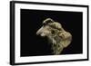 Hydnum Repandum (Hedgehog Mushroom, Sweet Tooth, Wood Hedgehog)-Paul Starosta-Framed Photographic Print