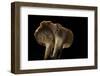 Hydnum Repandum (Hedgehog Mushroom, Sweet Tooth, Wood Hedgehog)-Paul Starosta-Framed Photographic Print