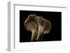 Hydnum Repandum (Hedgehog Mushroom, Sweet Tooth, Wood Hedgehog)-Paul Starosta-Framed Photographic Print