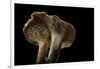 Hydnum Repandum (Hedgehog Mushroom, Sweet Tooth, Wood Hedgehog)-Paul Starosta-Framed Photographic Print