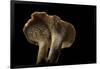 Hydnum Repandum (Hedgehog Mushroom, Sweet Tooth, Wood Hedgehog)-Paul Starosta-Framed Photographic Print