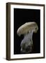 Hydnum Repandum (Hedgehog Mushroom, Sweet Tooth, Wood Hedgehog)-Paul Starosta-Framed Photographic Print