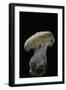 Hydnum Repandum (Hedgehog Mushroom, Sweet Tooth, Wood Hedgehog)-Paul Starosta-Framed Photographic Print