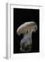 Hydnum Repandum (Hedgehog Mushroom, Sweet Tooth, Wood Hedgehog)-Paul Starosta-Framed Photographic Print