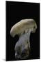 Hydnum Repandum (Hedgehog Mushroom, Sweet Tooth, Wood Hedgehog)-Paul Starosta-Mounted Photographic Print