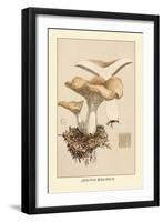 Hydnum Repandum-William Hamilton Gibson-Framed Art Print