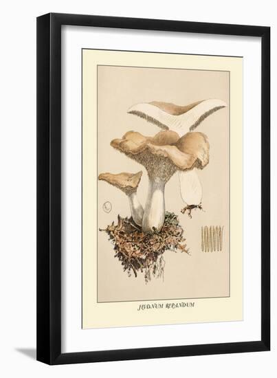 Hydnum Repandum-William Hamilton Gibson-Framed Art Print