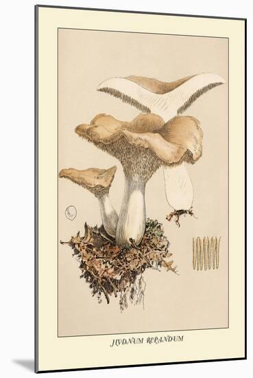 Hydnum Repandum-William Hamilton Gibson-Mounted Art Print