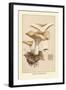 Hydnum Repandum-William Hamilton Gibson-Framed Art Print