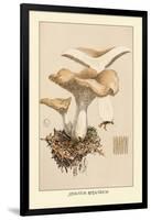 Hydnum Repandum-William Hamilton Gibson-Framed Art Print