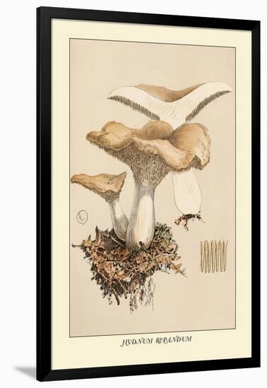 Hydnum Repandum-William Hamilton Gibson-Framed Art Print