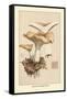 Hydnum Repandum-William Hamilton Gibson-Framed Stretched Canvas