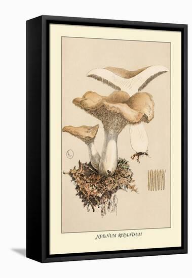 Hydnum Repandum-William Hamilton Gibson-Framed Stretched Canvas