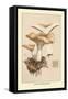 Hydnum Repandum-William Hamilton Gibson-Framed Stretched Canvas