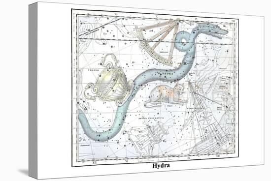 Hydra-Alexander Jamieson-Stretched Canvas