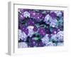 Hydrangea and Clematis, Issaquah, Washington, USA,-Darrell Gulin-Framed Photographic Print