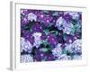 Hydrangea and Clematis, Issaquah, Washington, USA,-Darrell Gulin-Framed Photographic Print